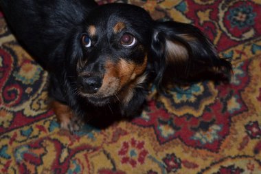 black dachshund dog looks up while standing on the carpet