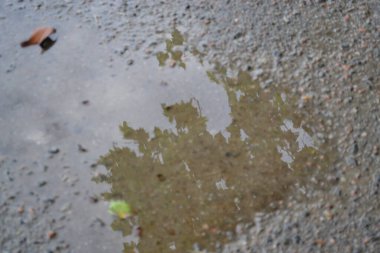 reflection on the ground in a puddle of trees and foliage