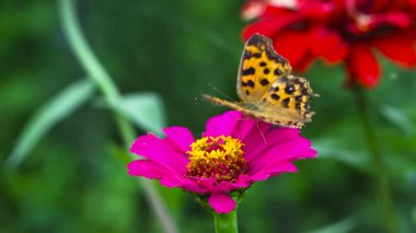 Butterfly sits on a flower and flaps its wings