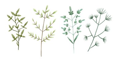 El yapımı botanik illüstrasyon, yapraklar ve çalılar. Tasarım ve yazdırma