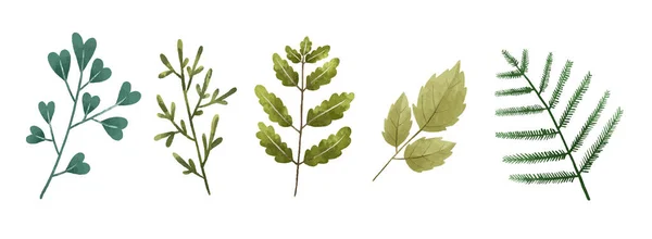 手描きの植物イラスト 葉や枝 デザイン プリント — ストック写真