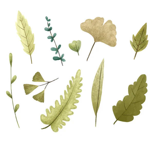 Ručně Malované Botanické Ilustrace Listy Ostružiny Návrh Tisk — Stock fotografie