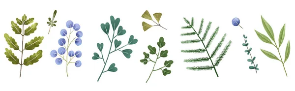 Ręcznie Malowane Ilustracje Botaniczne Liście Bramki Projekt Druk — Zdjęcie stockowe