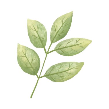 hand painted illustration with branch, leave. Herbal illustration