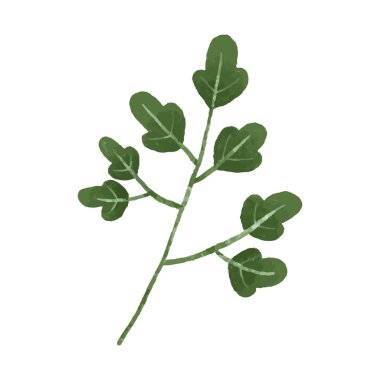 hand painted illustration with branch, leave. Herbal illustration