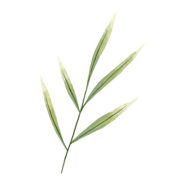 hand painted illustration with branch, leave. Herbal illustration