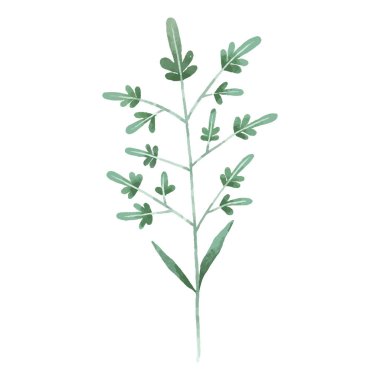 hand painted illustration with branch, leave. Herbal illustration