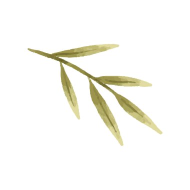 hand painted illustration with branch, leave. Herbal illustration