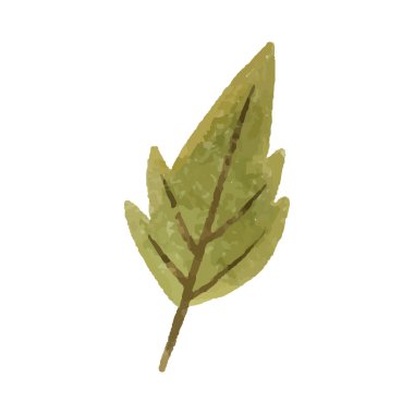 hand painted illustration with branch, leave. Herbal illustration