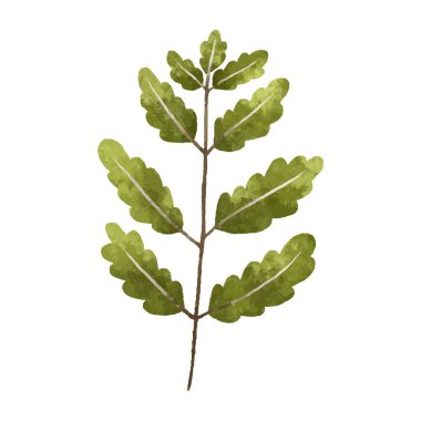 hand painted illustration with branch, leave. Herbal illustration