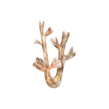 underwater elements, watercolor marine collection in watercolor, laminaria, plants, bautical flora