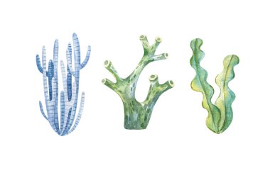 Marine plants and aquatic algae. Watercolor Algae set illustrations isolated on white backgroud. Undersea flora, nautical plants, botanical illustration