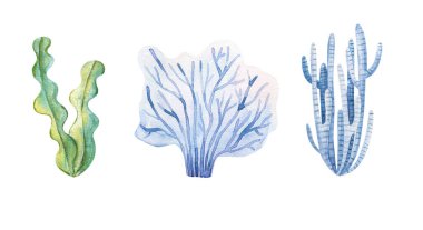 Marine plants and aquatic algae. Watercolor Algae set illustrations isolated on white backgroud. Undersea flora, nautical plants, botanical illustration