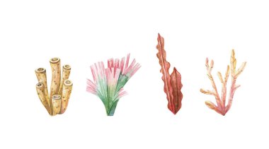 Marine plants and aquatic algae. Watercolor Algae set illustrations isolated on white backgroud. Undersea flora, nautical plants, botanical illustration