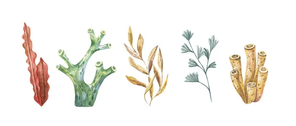 海洋植物や水生藻類 水彩藻は 白い背景に孤立したイラストを設定します 海中植物 海洋植物 植物図 — ストック写真