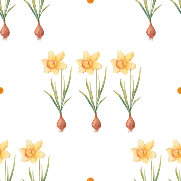 Υδατογραφία Βοτανικό Ρεαλιστικό Σχέδιο Λουλουδιών Νάρκισσο Φωτεινός Κίτρινος Ασφόδελος Λευκό — Φωτογραφία Αρχείου