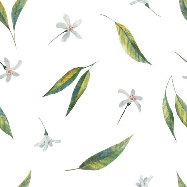 Clementine, organik, izole, meyve, portakal, tropik, mandalina, mandalina deseni, sonsuz, bahçe, el çizimi, dekor, düğün, kağıt, tropikal, yiyecek, limon, mandalina, çiçek, suluboya, vitamin, botanik, el yapımı, scdinavian, buket, fr