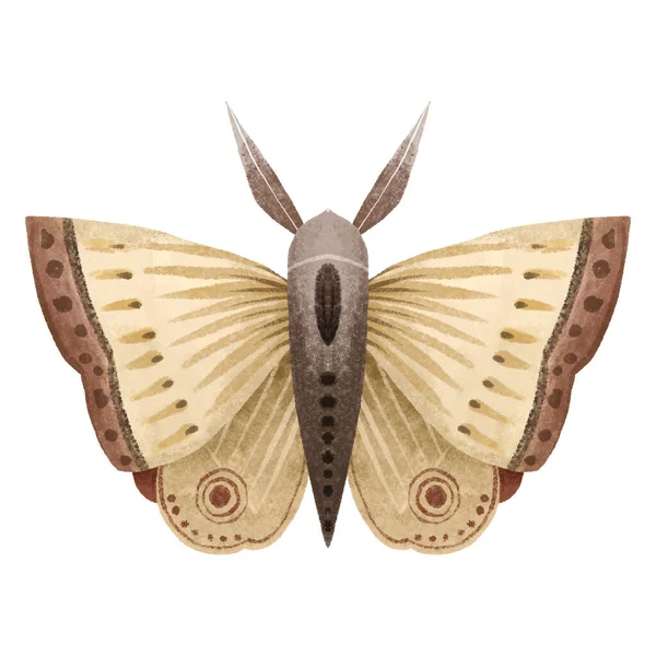 神秘的なルナ蛾ベクトルイラストとシームレスなパターン かわいい漫画の蝶 天体夜蝶 白を背景に魔法の昆虫 包装紙 壁アート 魔法のカードのためのデザイン — ストック写真