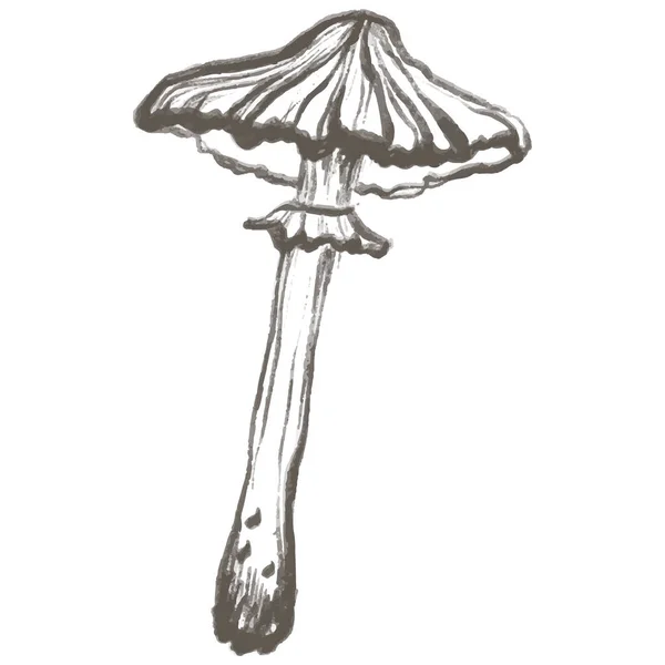 涂鸦蘑菇图解 可食蘑菇在轮廓中 简约的风格完美的卡片 派对邀请函 托儿所 黑色抽象图标 — 图库照片