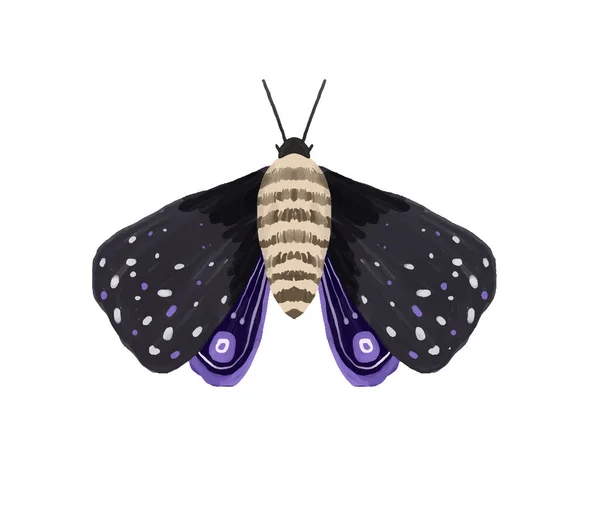 Parlak Kelebekli Resmi Böcek Kırpması Dekoratif Kanatlar Yaz Bahar Illüstrasyonu — Stok fotoğraf