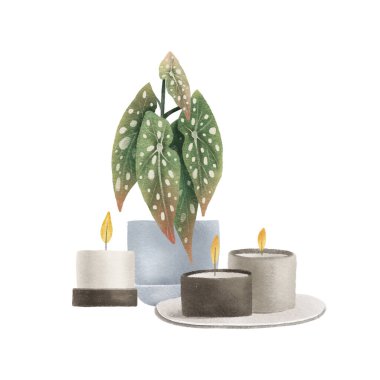 Begonya maculata ve mumlarla dolu sakin bir sonbahar. Boho dekoru botanik elementleri. Kapalı alan bitkisi. İzole edilmiş arka planda el çizimi çizimi. Modern düz çizgi film tarzı.