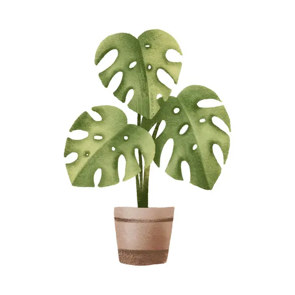 Tropical, Jungle plant Monstera deliciosa. Houseplant in pot. Home flower. Isolated illustration with indoor plant. Cozy home