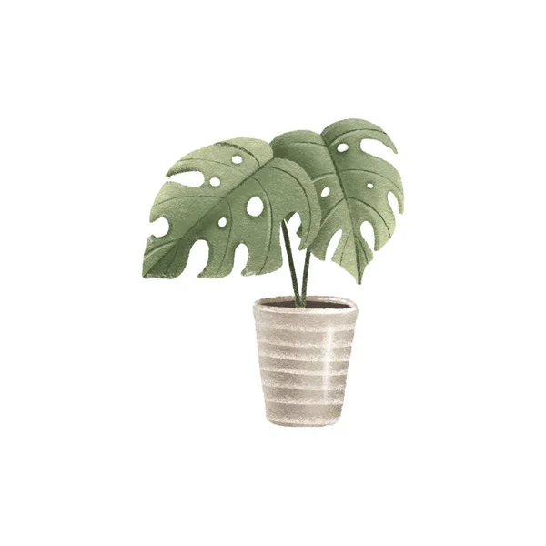 stock image Tropical Monstera, Houseplant in pot. Home flower. Isolated illustration with indoor plant. Cozy home