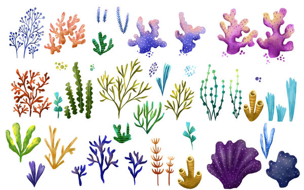 Set of hand drawn sea colored algae and corals. Fairytale plants. Underwater flora. Hand drawn illustration on isolated backgroun