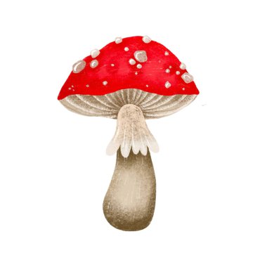 Amanita Muscaria, Fly Agaric Illustration, beyaz benekli El Çizimi Uçan Agarik Mantar. Sihirli mantar yalıtılmış element