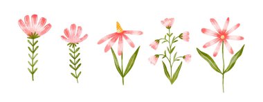 El yapımı kırmızı kır çiçekleri. İzole edilmiş arka planda bahar çiçekleri. Yaz taçyaprakları