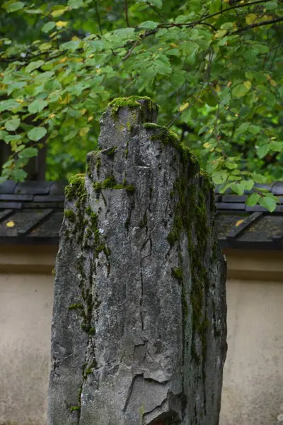 Yosun ile Japon Kayası