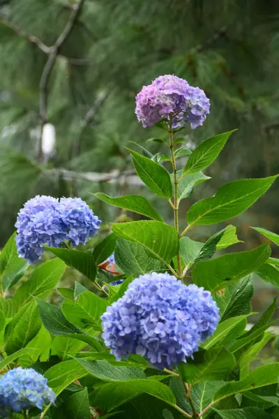 Portland Oregon 'daki Japon Bahçesi' nde mavi ve mor ortanca mezunları. Bu çiçek kümeleri kırmızı ve mavi şerbetle kaplanmış buzlara benziyor..