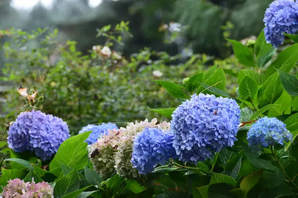 Portland Oregon 'daki Japon Bahçesi' nde ortanca. Mavi ve beyaz çiçekler bir sırada.