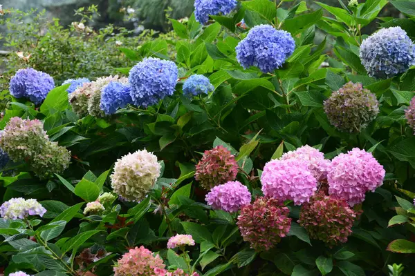 Portland Oregon 'daki Japon Bahçesi' nde çeşitli ortanca renkleri yan yana dikilmiştir. Mavi, pembe, kırmızı ve beyaz çiçekler sağlıklı yeşil yapraklara çarpar..