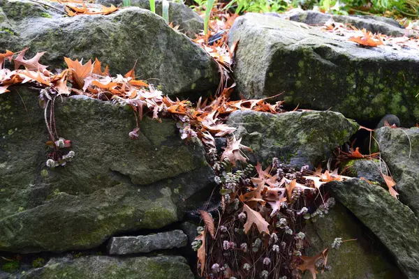 Taş Duvardaki Yaprak Kiri