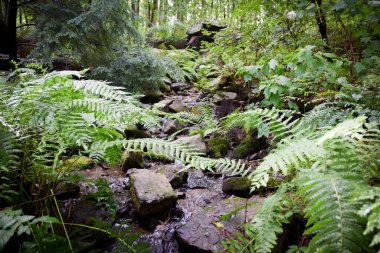 Eğreltiotlarının İçinden Geveze Brook