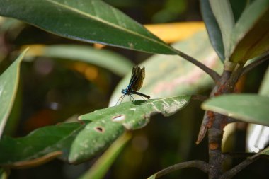 Siyah ve mavi yusufçuk kanatları açık bir manolya yaprağına tünemiş.