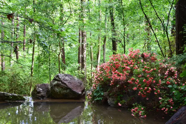 Arkansas 'taki Garvan Bahçeleri' nde pembe çiçeklerin çerçevelediği sakin bir yansıtma havuzu.