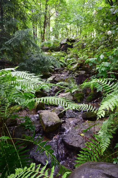 Eğreltiotlarının İçinden Geveze Brook