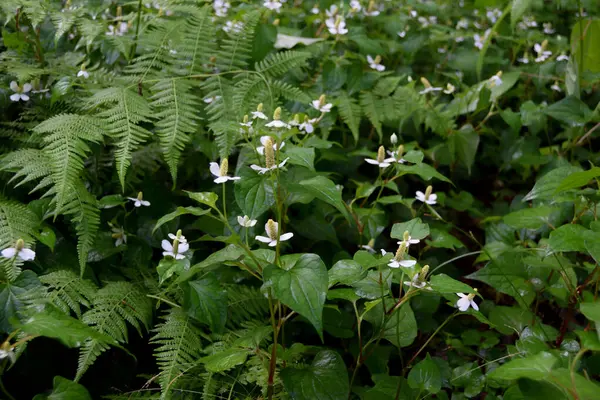 Beyaz kır çiçekleri ve eğreltiotları