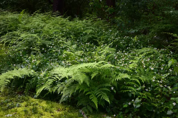 Eğreltiotları Yabani Çiçekler ve Yosun