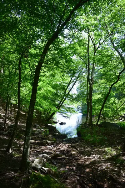 Ağaçların Arasında Sakin Göl Yüzeyi