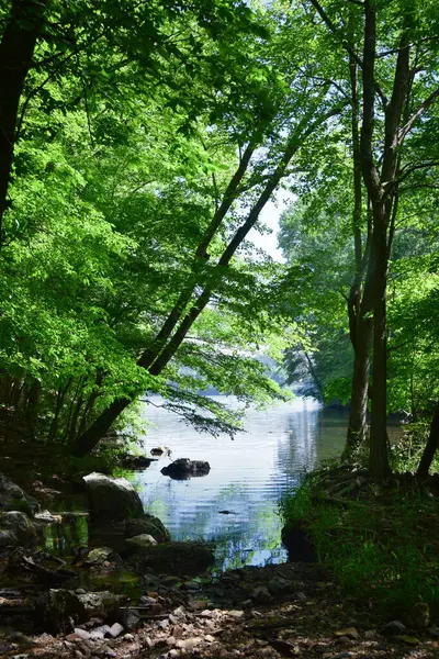 Ağaçların Arasında Sakin Göl Yüzeyi