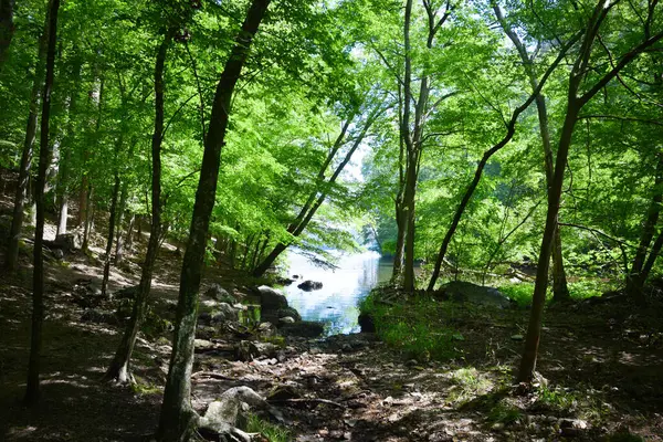 Ağaçların Arasında Sakin Göl Yüzeyi