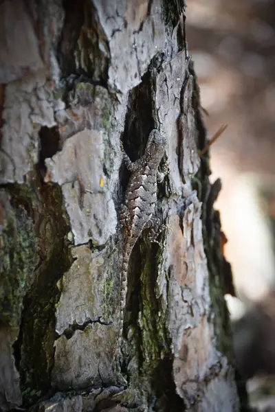 Arkansas Çayır Kertenkelesi yosun kabuğuna karşı kamuflaj yapıyor..