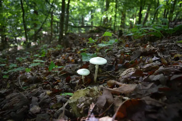 Ormanda beyaz mantarlar