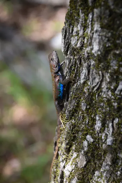 Mavi Göbekli Erkek Kertenkele