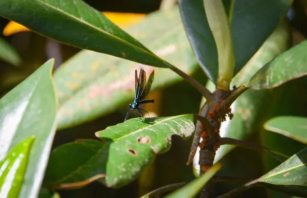 Siyah ve mavi yusufçuk bir manolya yaprağına tüneyerek karşı konulmaz bir duruş sergiliyor..