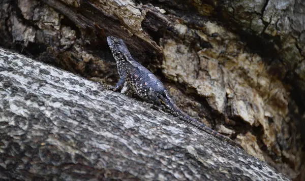 Dişi Çayır Kertenkelesi ağaç kabuğuna karşı kamufle oluyor.