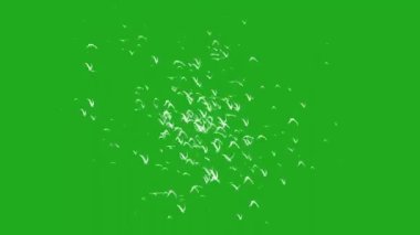 Uçan kuşlar yeşil ekran hareket grafikleri